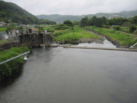 狩野川（狩野川漁業協同組合） 釣果