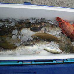 大進丸(新潟) 釣果