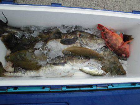 大進丸(新潟) 釣果