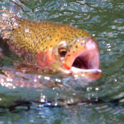 小菅トラウトガーデン 釣果