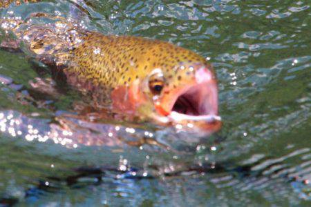 小菅トラウトガーデン 釣果