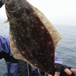 遊漁船ブルーウッズ 釣果