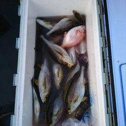 龍神丸(福井) 釣果