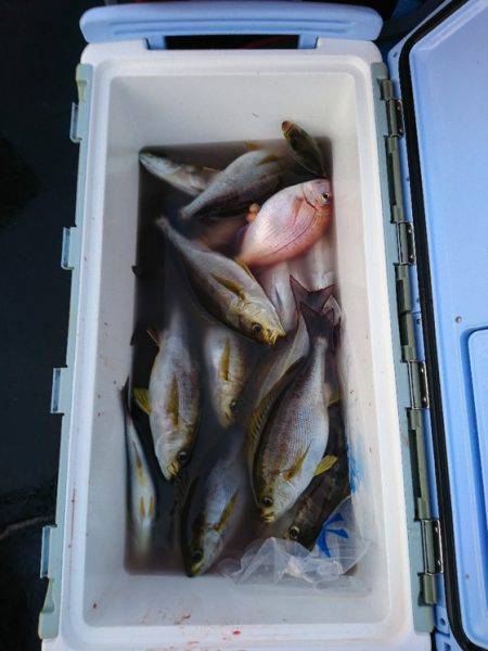 龍神丸（福井） 釣果