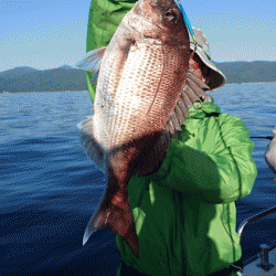 遊漁船ブルーウッズ 釣果