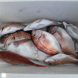 大進丸(新潟) 釣果