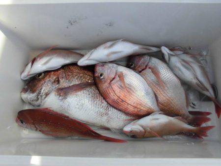 大進丸(新潟) 釣果