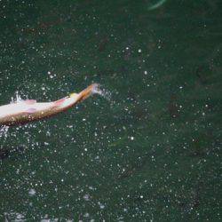 小菅トラウトガーデン 釣果