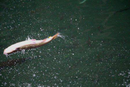 小菅トラウトガーデン 釣果