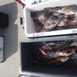 気仙沼　つり丸 釣果