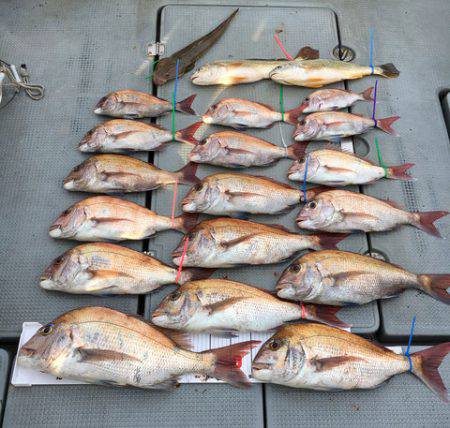 さんさん丸 釣果