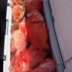 Blue.win 海人丸 釣果