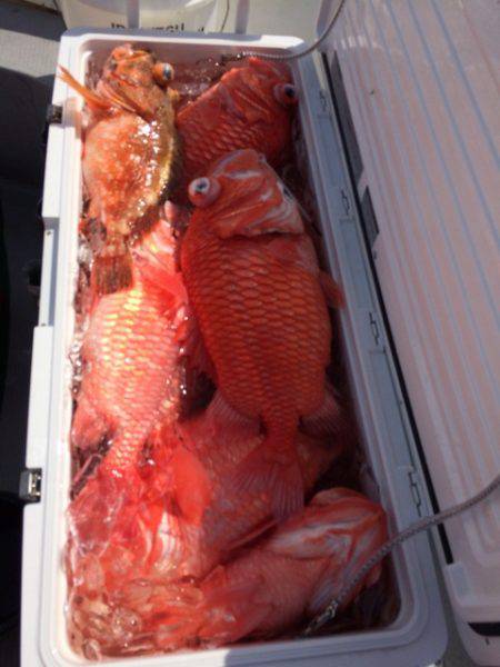 Blue.win 海人丸 釣果