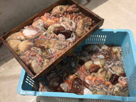 釣り船角田 釣果