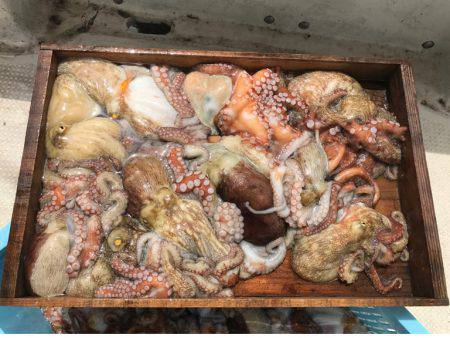 釣り船角田 釣果