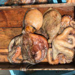 釣り船角田 釣果