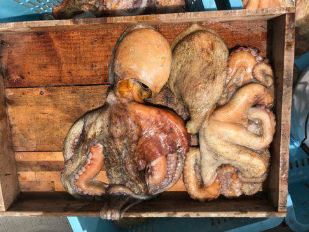 釣り船角田 釣果