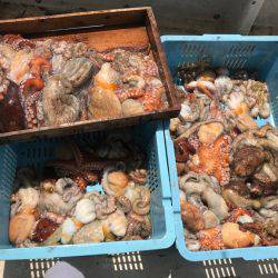 釣り船角田 釣果