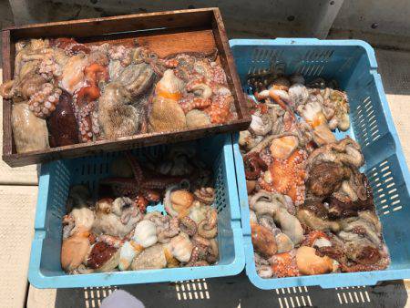 釣り船角田 釣果