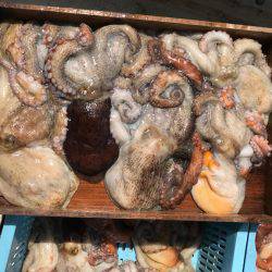 釣り船角田 釣果