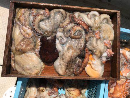 釣り船角田 釣果