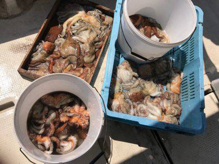 釣り船角田 釣果