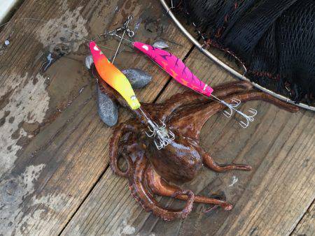 釣り船角田 釣果