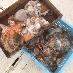 釣り船角田 釣果