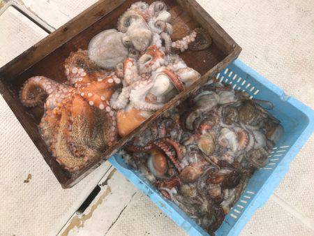 釣り船角田 釣果