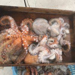 釣り船角田 釣果