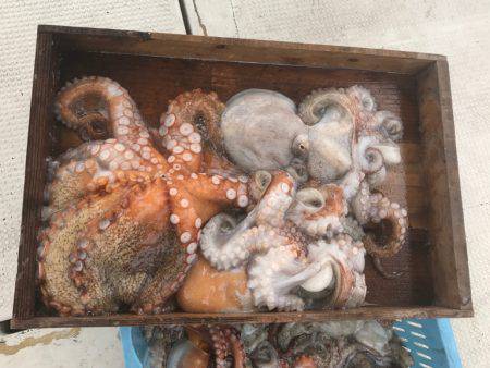 釣り船角田 釣果