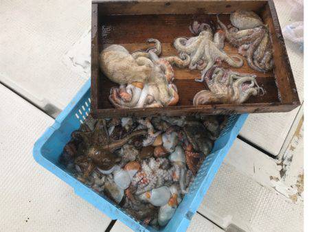 釣り船角田 釣果