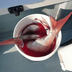 遊漁船ブルーウッズ 釣果