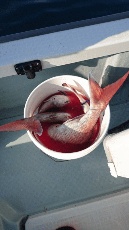 遊漁船ブルーウッズ 釣果