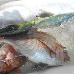 こうゆう丸 釣果