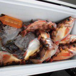 大進丸（新潟） 釣果