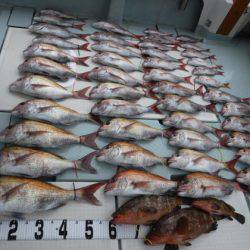 遊漁船 幸友丸 釣果