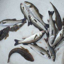 TOPGUN名古屋 釣果