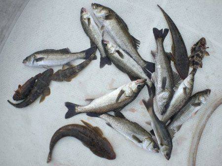 TOPGUN名古屋 釣果