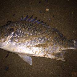 キビレ調査 NO,24