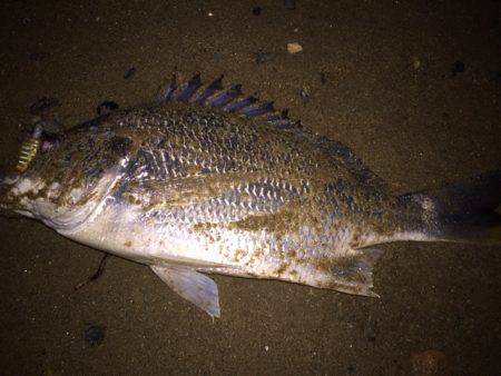 キビレ調査 NO,24