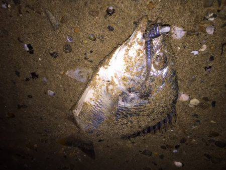 キビレ調査　ＮＯ，２５