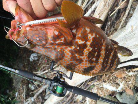 ジグシーズン開幕？