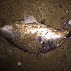 キビレ調査　ＮＯ，２５