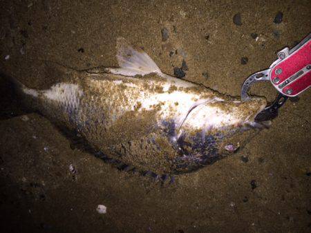 キビレ調査　ＮＯ，２５