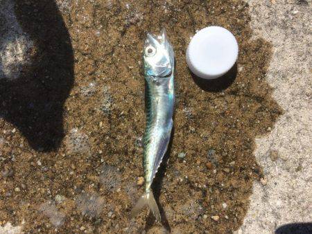 その瞬間は真昼間に