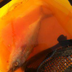 ミニツバスしか