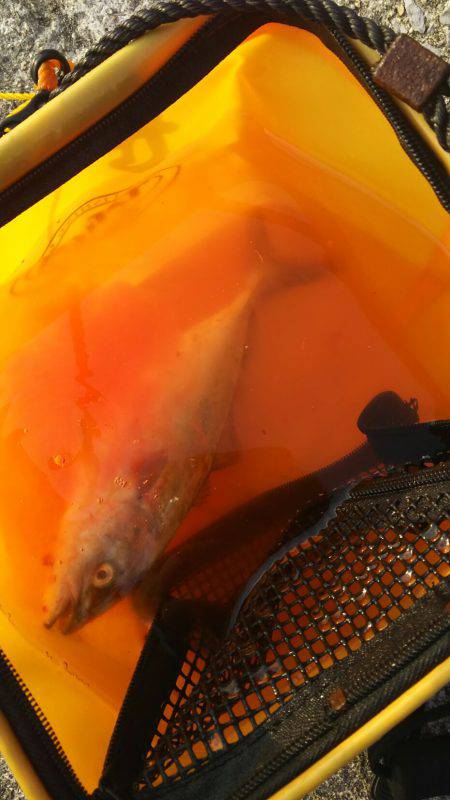 ミニツバスしか