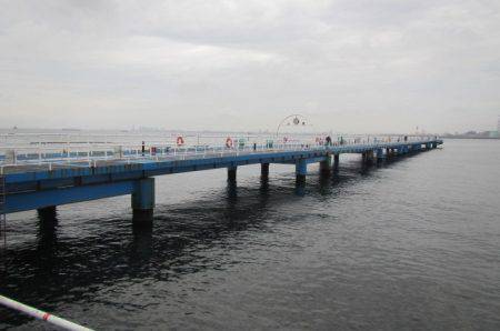 オリジナルメーカー海づり公園(市原市海づり施設) 釣果