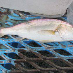 オリジナルメーカー海づり公園(市原市海づり施設) 釣果